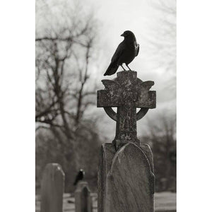 Crows and Death:An Exploration of Myths and Realities