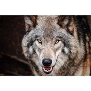 Il significato della collana con il dente di lupo: un simbolo antico e potente